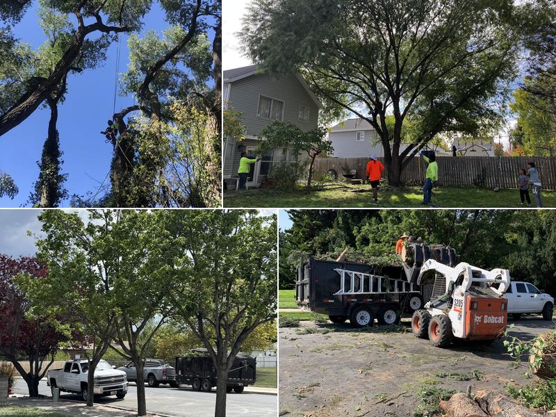 Supreme Tree Experts