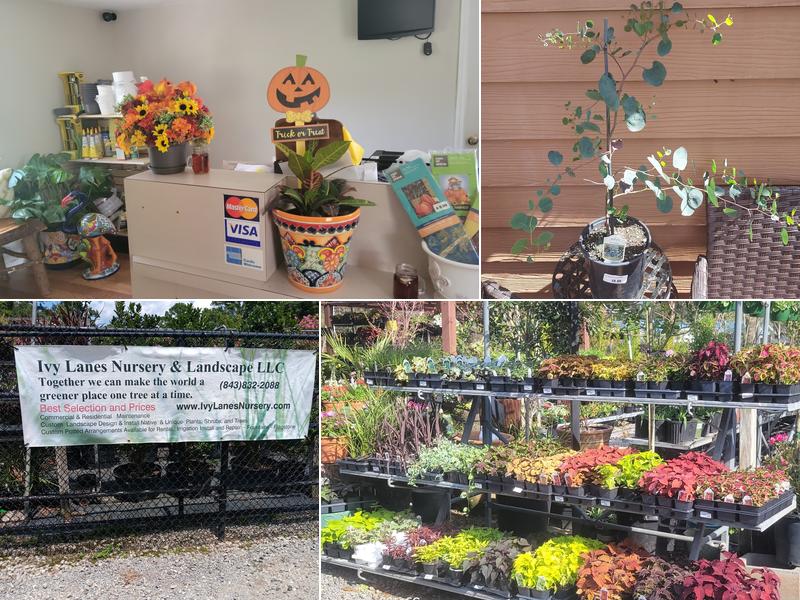 Ivy Lanes Nursery & Landscape