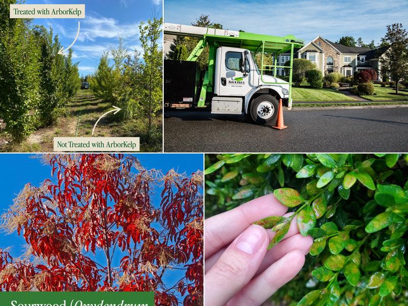 SavATree - Tree Service & Lawn Care
