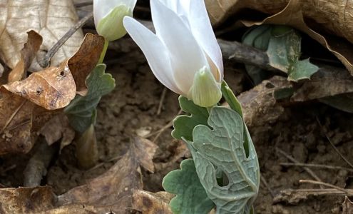 Native Wildflowers Nursery 29679 TN-108, Gruetli-Laager Tennessee 37339