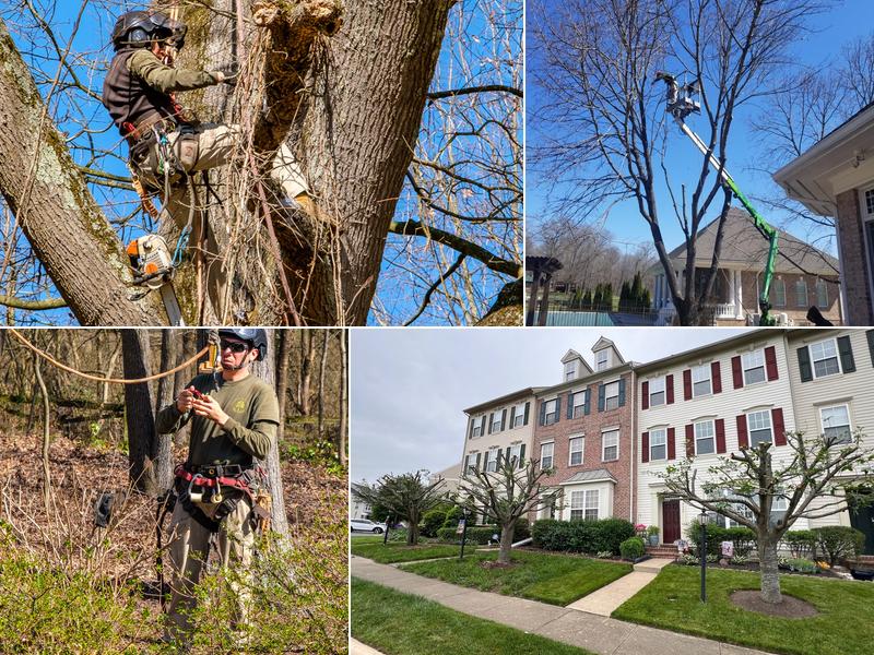 Freedom Tree Service, Inc.