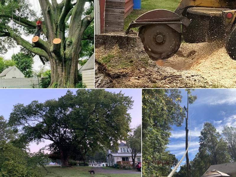 Advanced Tree Service