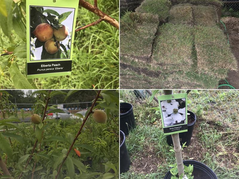 Yard Boy Grass Plants and Landscaping Sales