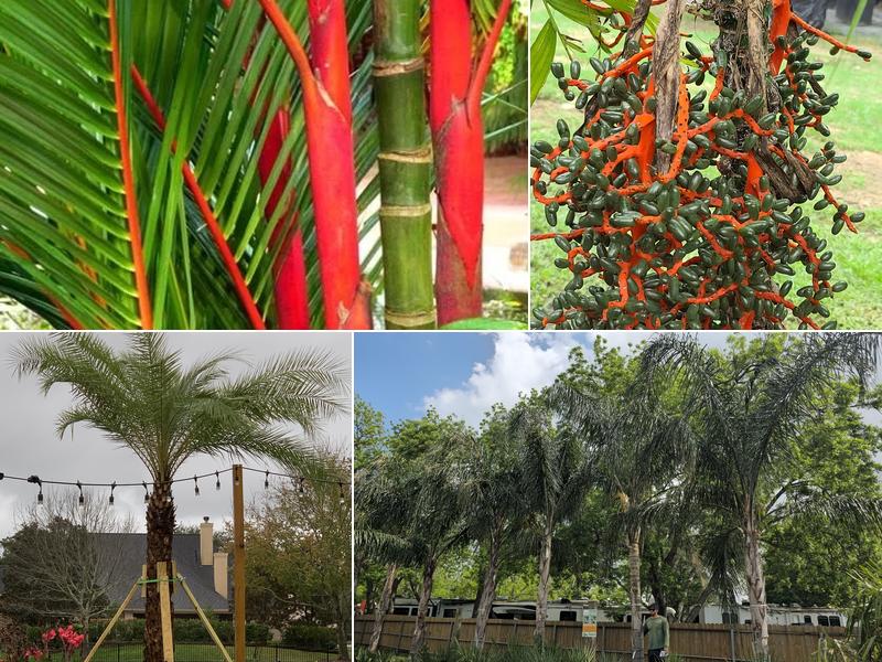 Palm Professionals Tropical Nursery