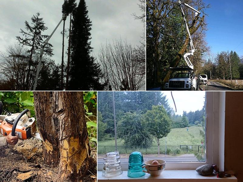 Joaquin's Tree Expert Company, Inc.