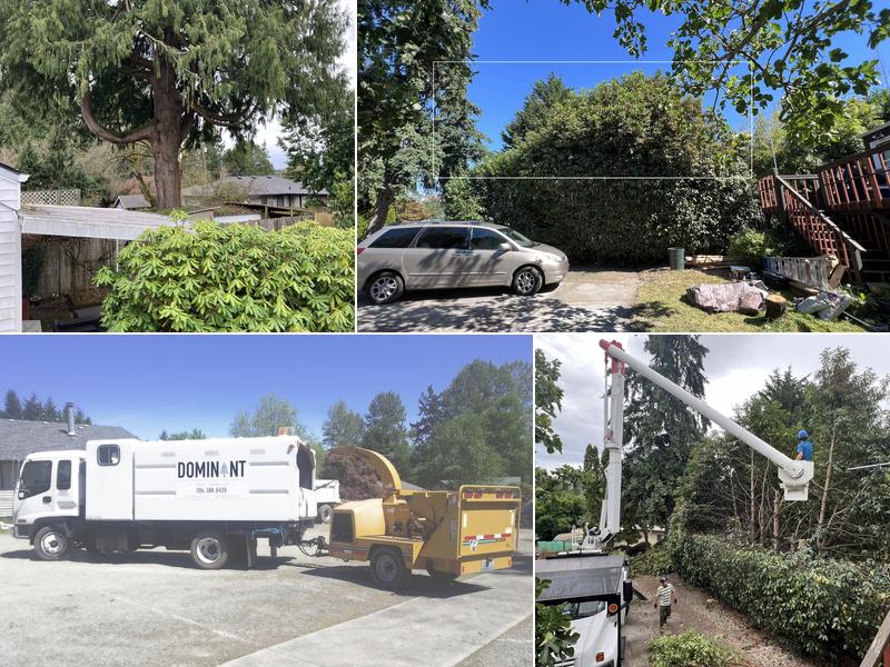 Dominant Tree Service