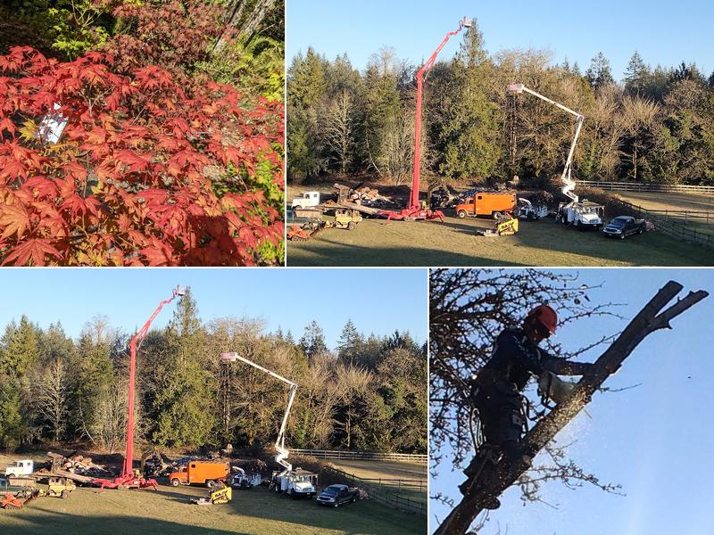Scott's Tree Services Inc