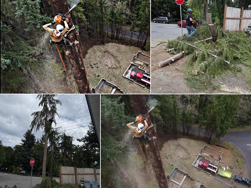 The Dreyers Tree Service