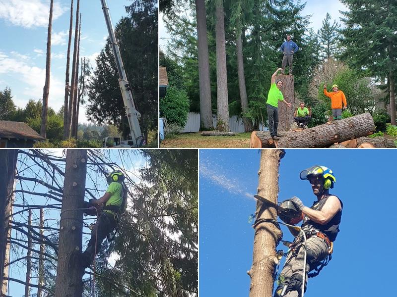 Olympic View Tree Service