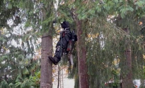 Tree Busters 38120 192nd Ave SE, Auburn Washington 98092