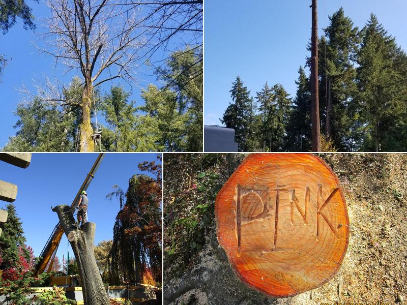 PINK Chainsaw Tree Service