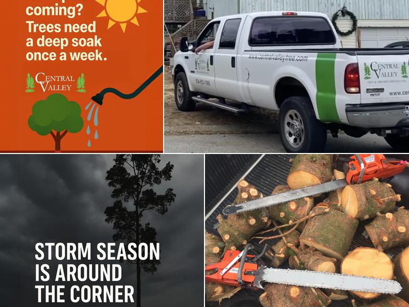 Central Valley Tree & Arborist Services LTD.