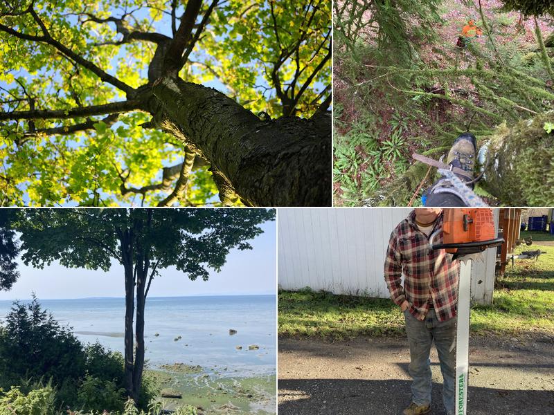 A-1 HighClimbers Tree Service Bellingham