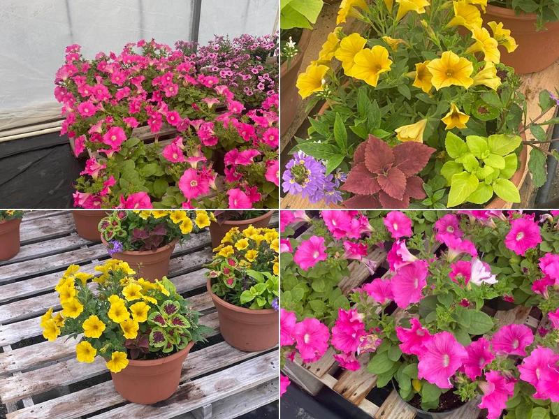 Newman Lawn Care Inc