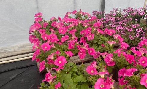 Newman Lawn Care Inc