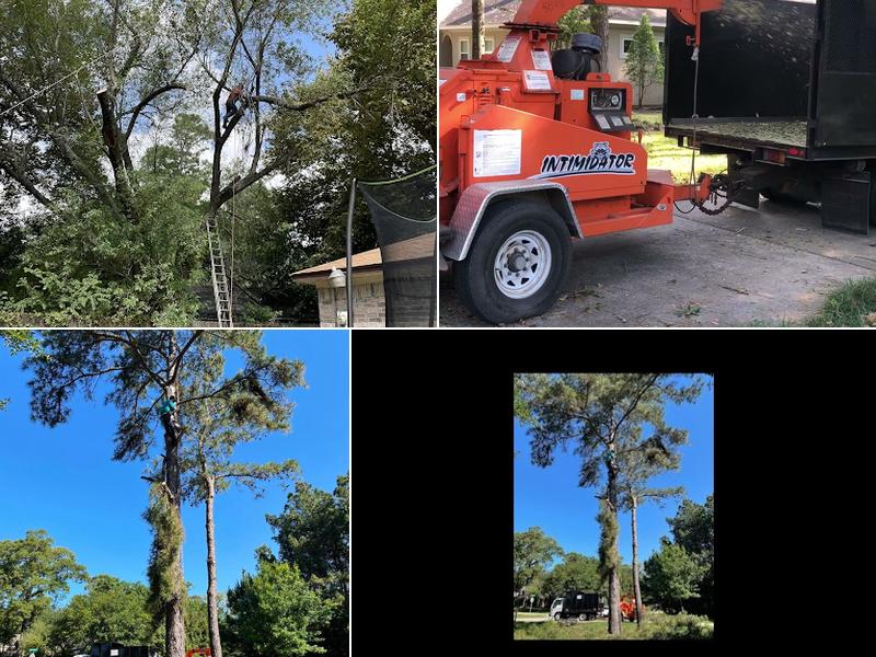 Two Friends Tree Work