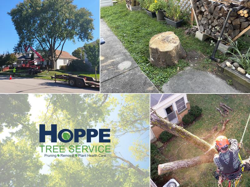 Hoppe Tree Service