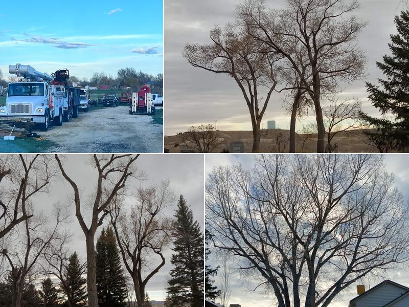 Capshaw Tree Service