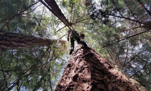 Tree Craft 2793 Penrith Ave, Cumberland British Columbia BC V0R