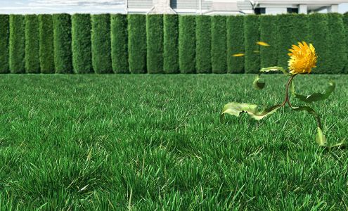 Green Drop Lawns Ltd