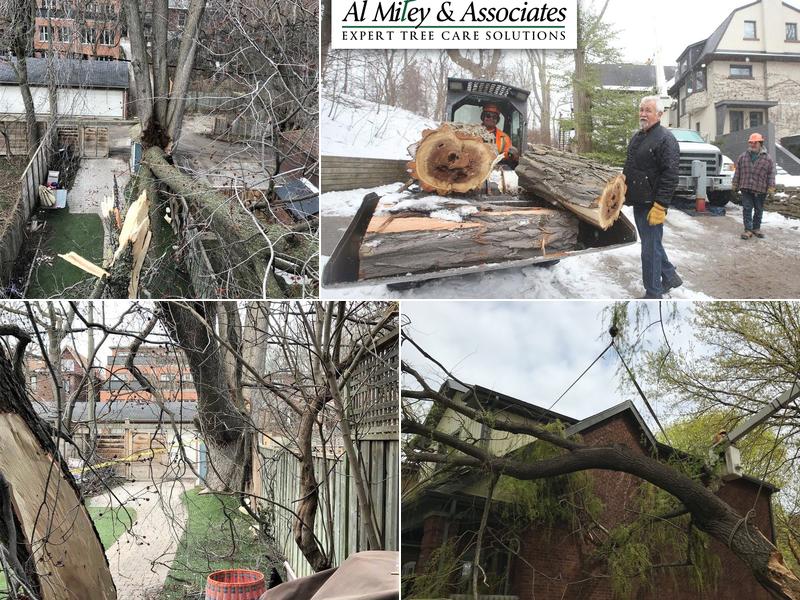 Al Miley Arborist | Tree Removal Toronto