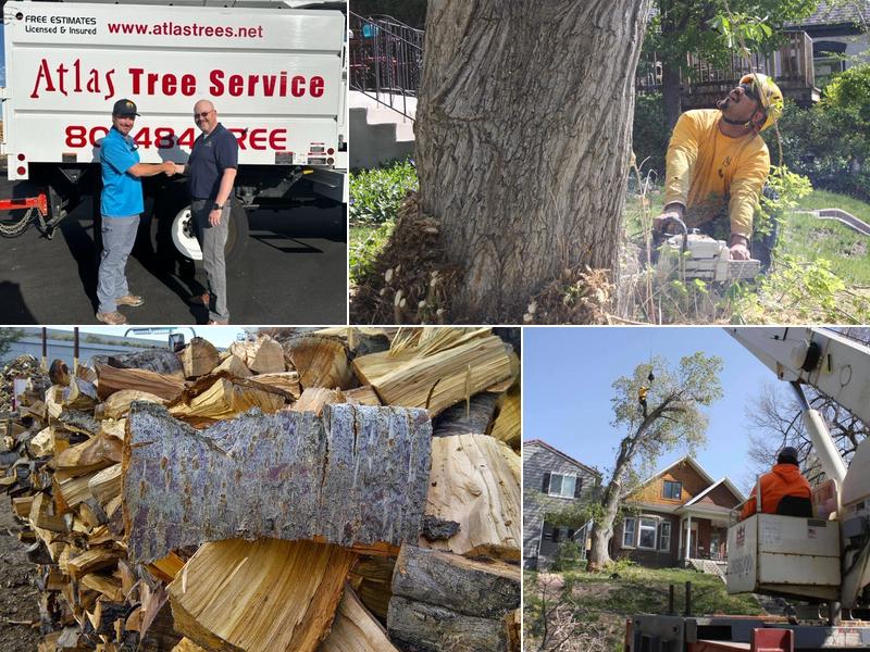 Atlas Tree Service - SavATree