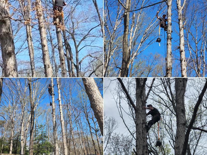 B&G Tree & Lawn Care