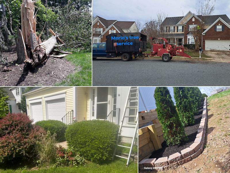 Mario's Tree Service