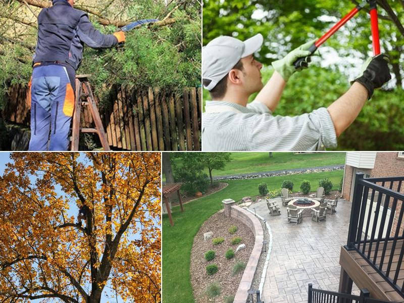 Above Ground Tree & Landscape