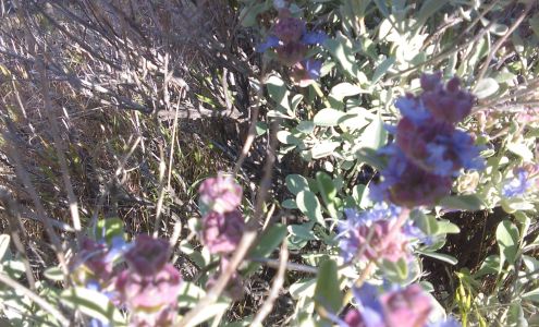 Majestic Cascades Irrigation