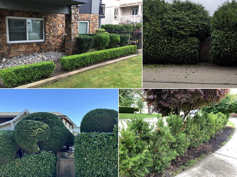Cutting Hedge Ltd