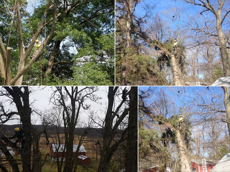 St Croix Tree Service