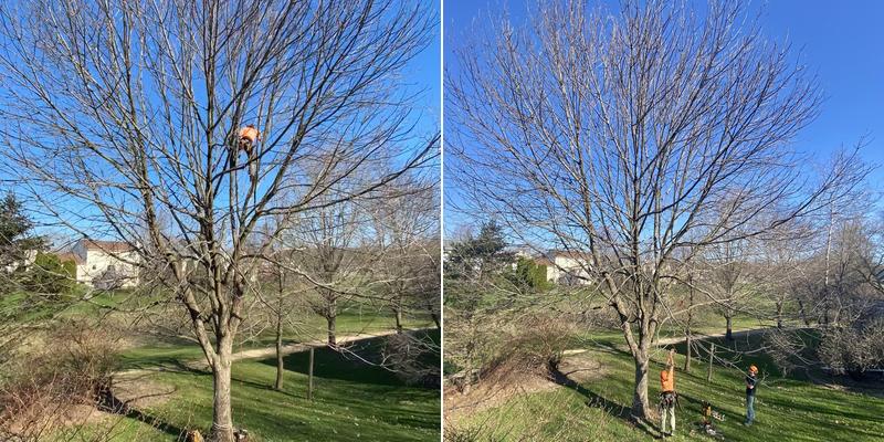 Tangeman Tree Care LLC