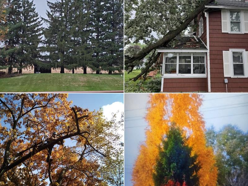 Jim's Tree Services Inc