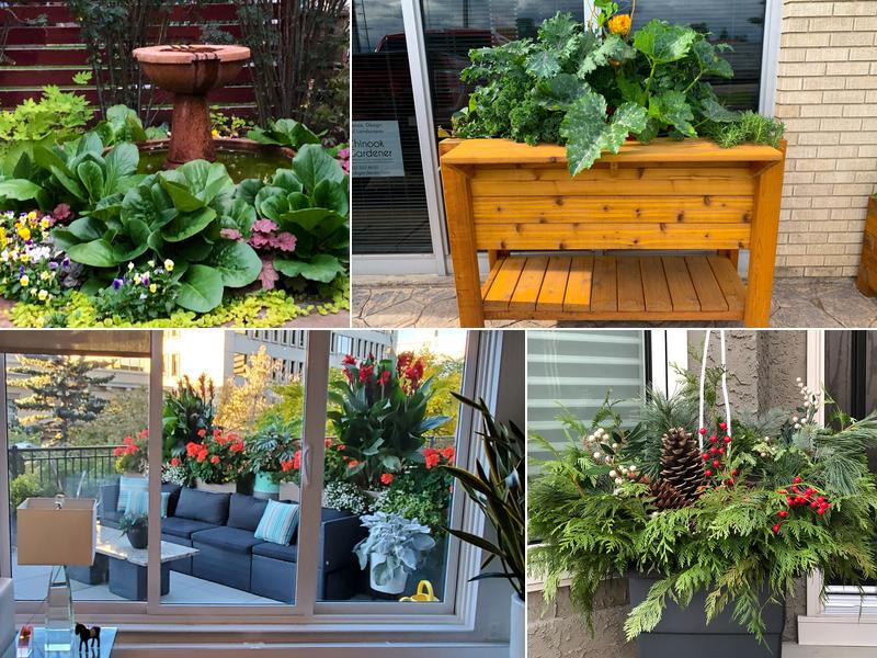 The Chinook Gardener