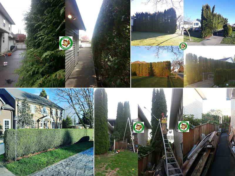 JF Hedge Trimming LTD.