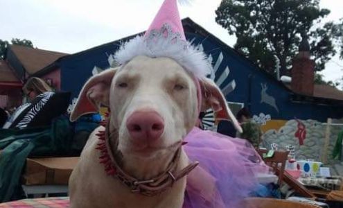 Drifa's Moving & Junk Removal 3126 US-70, Black Mountain North Carolina 28711