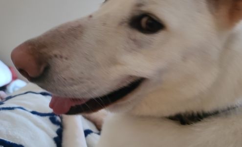 Faithful Companions Pet Grooming and Boarding 20165 Iowa St, Livingston Louisiana 70754