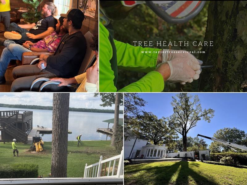Taylor Tree Services, LLC