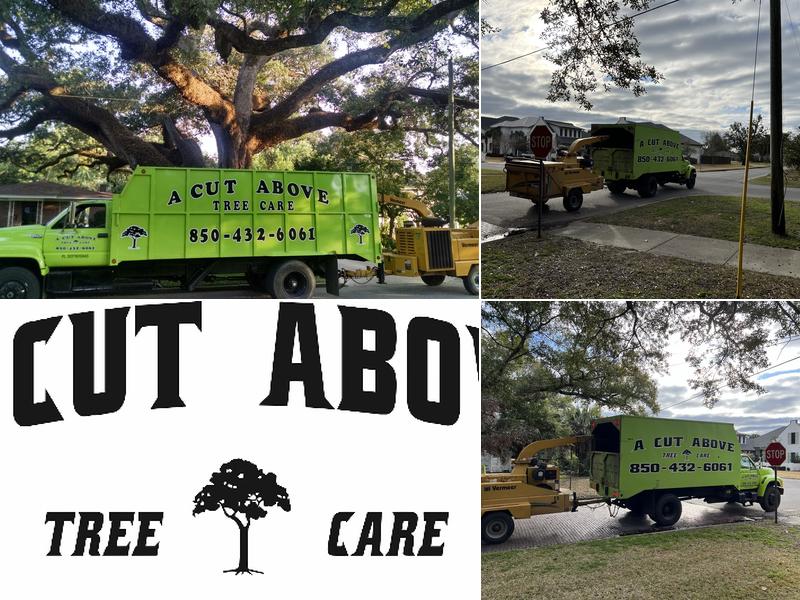 A Cut Above Tree Care
