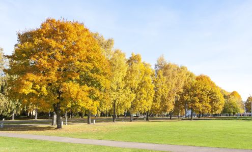 Stanleys Tree Service Plainville