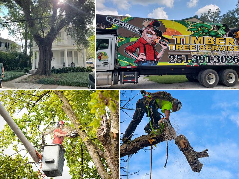 Timber Tree Service Inc