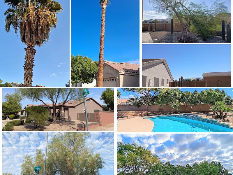 Bynum Tree and Landscape