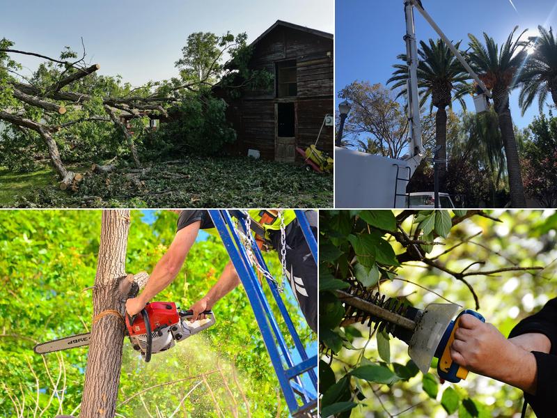 Jason's Tree Service
