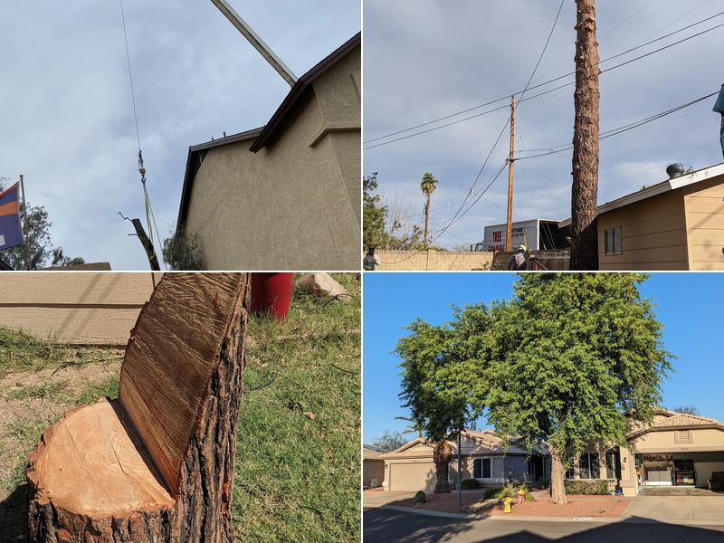 Hayward Tree Service