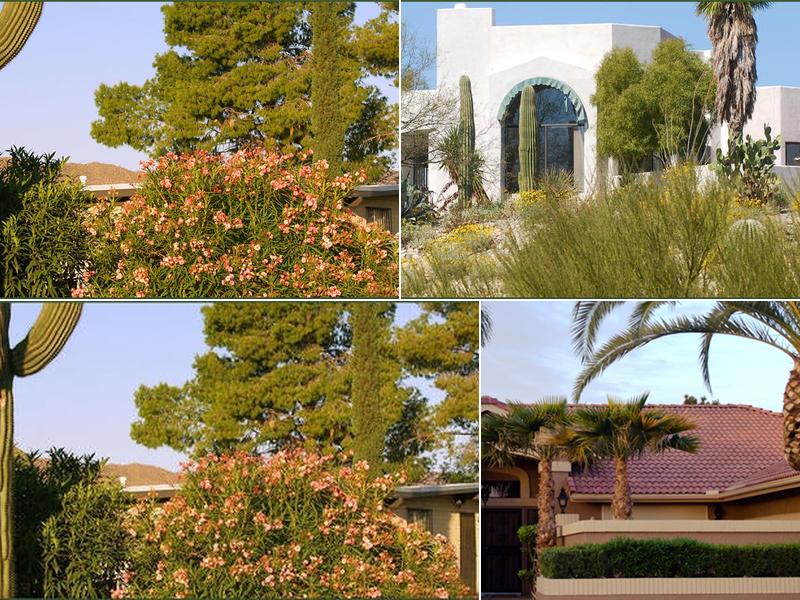 La Sierra Tree & Palm