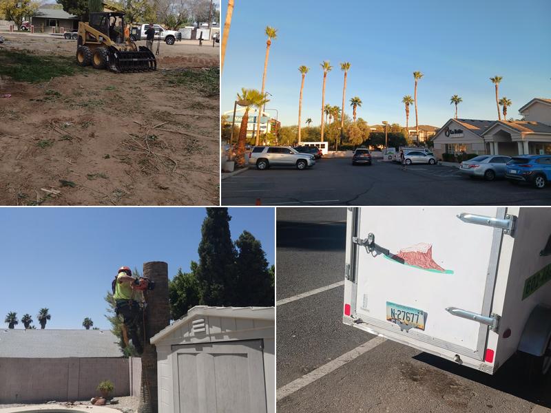 Palm Kings Tree Service