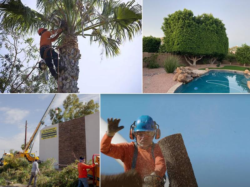 King's Tree Services