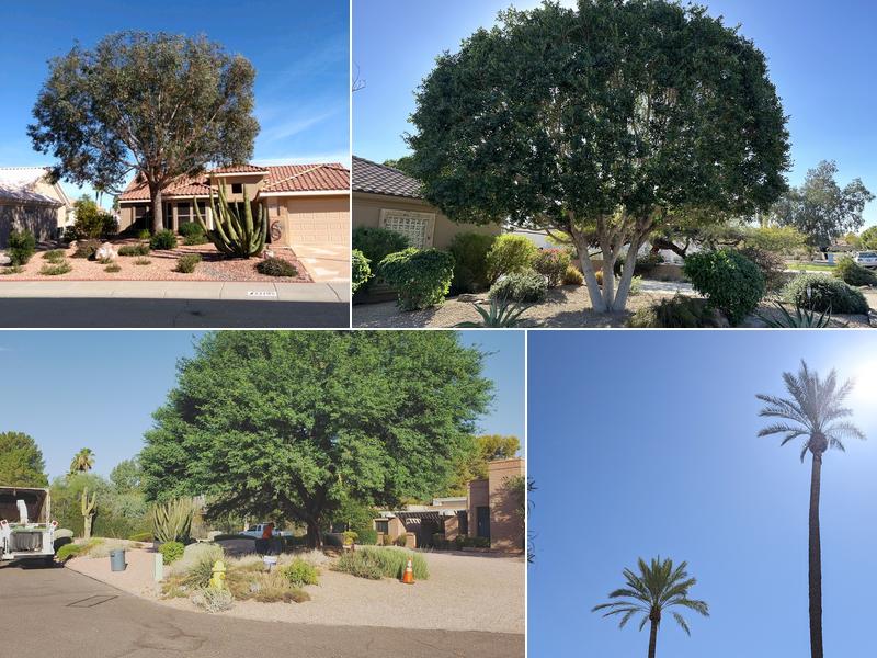 Treetime Design, LLC