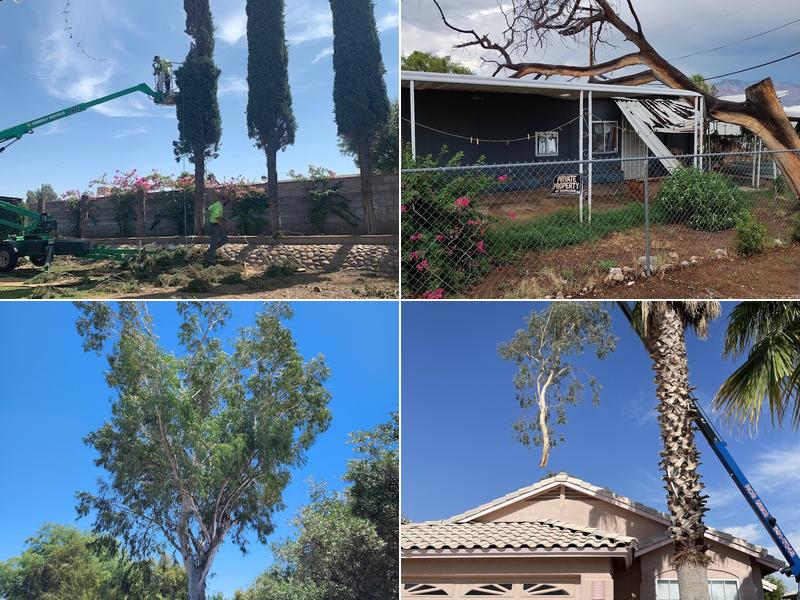 Nicholas Tree Removal Service